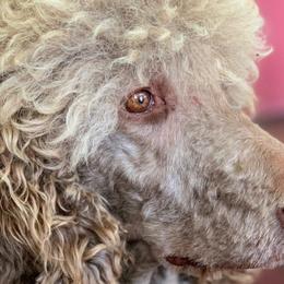 Goldendoodles and Poodles from Barbara Reagan
