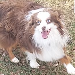 Gunner - Miniature Australian Shepherd