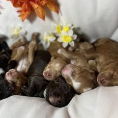 Australian Labradoodle Puppies from Gateway Australian Labradoodles