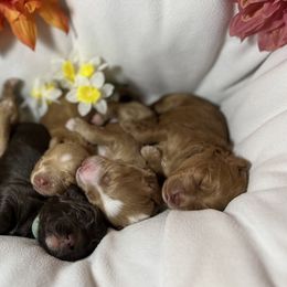 Australian Labradoodle Puppies from Gateway Australian Labradoodles