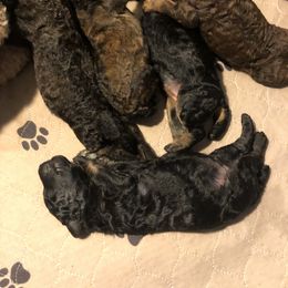 Poodle Puppies from Tails Up Standard Poodles