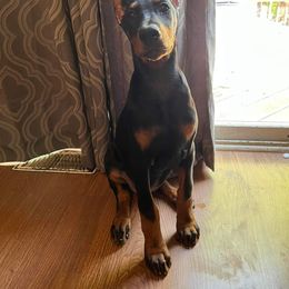Doberman Pinscher and Miniature Australian Shepherd Puppies from KB's Dobermans
