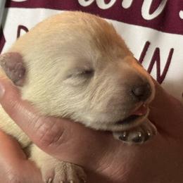 Girl 4 - female German Shepherd puppy in Perkasie, Pennsylvania from Twila Ruth Herot