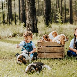 Basset Hound Puppies from Greene Acres Bassets
