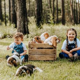Basset Hound Puppies from Greene Acres Bassets
