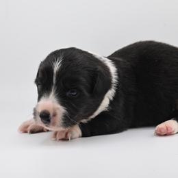 Baloo - Black and white male American Corgi puppy in Bland, Missouri from Shadey Lane Corgis