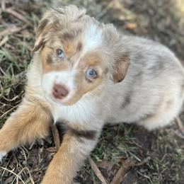 Jasper - Red merle male Toy Australian Shepherd puppy in Asheboro, North Carolina from Stellar Aussies