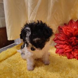 Eleanor - Black & white male Maltipoo puppy in Pine Grove, Pennsylvania from Cathy Burns