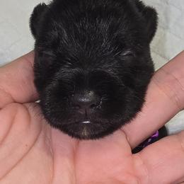 Boy 1  Salt and Pepper Jax - Salt and pepper male Miniature Schnauzer puppy in Spring Hill, Florida from Suncoast Miniature Schnauzers