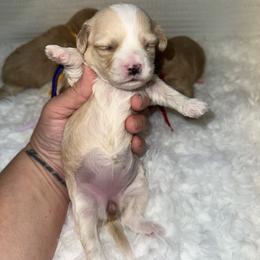 Pumpkin - Apricot female Maltipoo puppy in Fredericktown, Missouri from Doodle Pups Fur-Ever