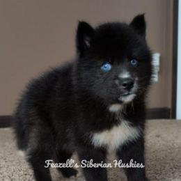 Wicked - Agouti and white male Siberian Husky puppy in Richland, Mississippi from Feazell’s Siberian Huskies