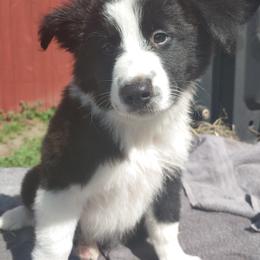 Border Collie Puppies from Pam's Border Collies