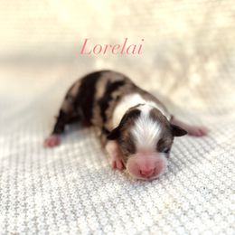 Lorelai - Blue merle female Australian Shepherd puppy in Uvalda, Georgia from Happy Ours Australian Shepherds