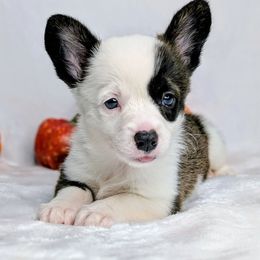 Loretta aka Margot - Brindle and white female American Corgi puppy in Clarksville, Tennessee from Cold Creek Family Farm LLC