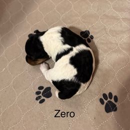 Zero - White black and tan female Wire Fox Terrier puppy in Kannapolis, North Carolina from What the Fox - Wire Fox Terriers