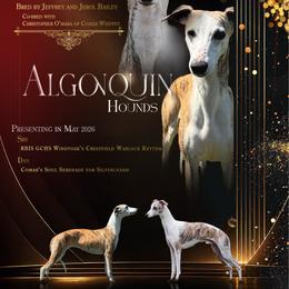Rhythm - Whippet