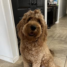 Duchess - Goldendoodle