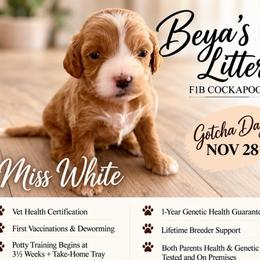 Miss White - Buff and white female Cockapoo puppy in Tampa, Florida from Mary Puppins