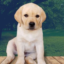 Labrador Retrievers from Persimmon Hill Labs
