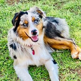 Tucker - Australian Shepherd