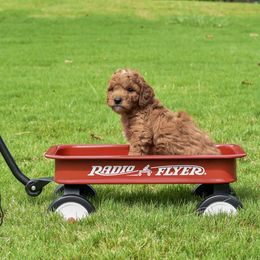 Goldendoodle Puppies from OodlesODoodles