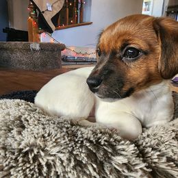 Russell Terrier Puppies from Frog Hollow Farm