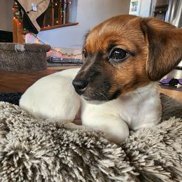 Russell Terrier Puppies from Frog Hollow Farm