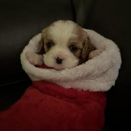 Cavalier King Charles Spaniel Puppies from SHANNON'S CAVALIERS