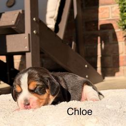 Chloe - Black tan and white female Beagle puppy in Mansfield, Missouri from Rippee Creek Kennel