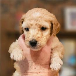COOKIE - Apricot female Goldendoodle puppy in Harris County, Texas from Cute & Curly Doodles