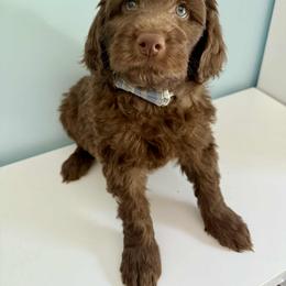 Aussiedoodle and Labradoodle Puppies from Doodles on Duty