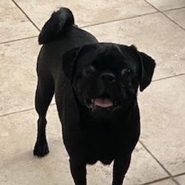 Puppy - Pug