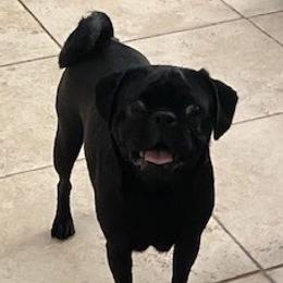 Puppy - Pug