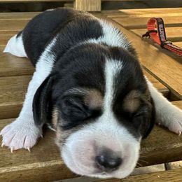 Boy 3 - Black tan and white male Beagle puppy in Sacramento, California from Alton Beagles
