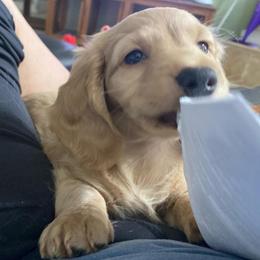 Obi - Cream male Dachshund puppy in Lake Mary, Florida from Lakeside Doxies