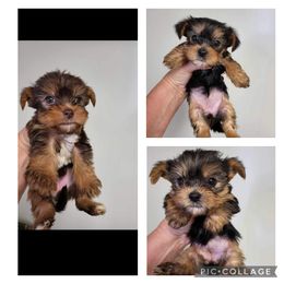 Yorkshire Terrier Puppies from Glitter And Glitz Yorkies