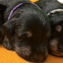 Hazel - Black and silver female Miniature Schnauzer puppy in Woodburn, Kentucky from Southern Kentucky Schnauzers