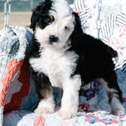 Bernedoodle and Schnoodle Puppies from Grand Lake Poodles & Doodles