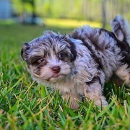 Havapoo and Pomsky Puppies from Pearl of the Orient Seas
