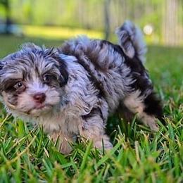 Havapoo and Pomsky Puppies from Pearl of the Orient Seas