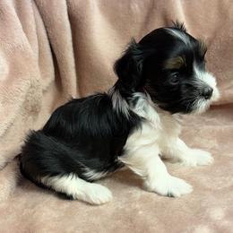 Beau - Black and white male Havanese puppy in Maryville, Missouri from Dreamworks Havanese