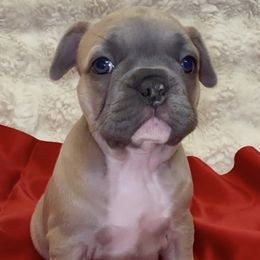 Sabrina - Blue fawn female French Bulldog puppy in Pine Township, Pennsylvania from BlueCairo Frenchies
