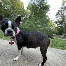 Roxie - Boston Terrier