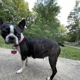 Roxie - Boston Terrier