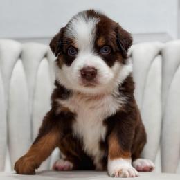 Atlas AKC - Red tri-color male Australian Shepherd puppy in Polk City, Florida from Skaky Shepherds
