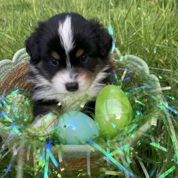 Miniature American Shepherd and Toy Australian Shepherd Puppies from Riverstone Aussies