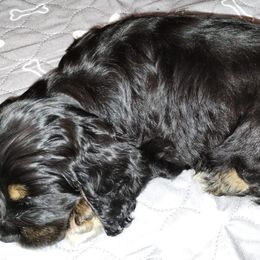 Cocker Spaniels from Debbie's Cocker Spaniels