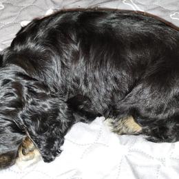Cocker Spaniels from Debbie's Cocker Spaniels