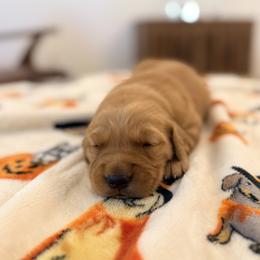 Purple Color Girl - Dark golden female Golden Retriever puppy in Loma Rica, California from BloomingPuppies