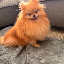 Mango - Orange female Pomeranian puppy in Salem, Oregon from PNW Dynasty Poms